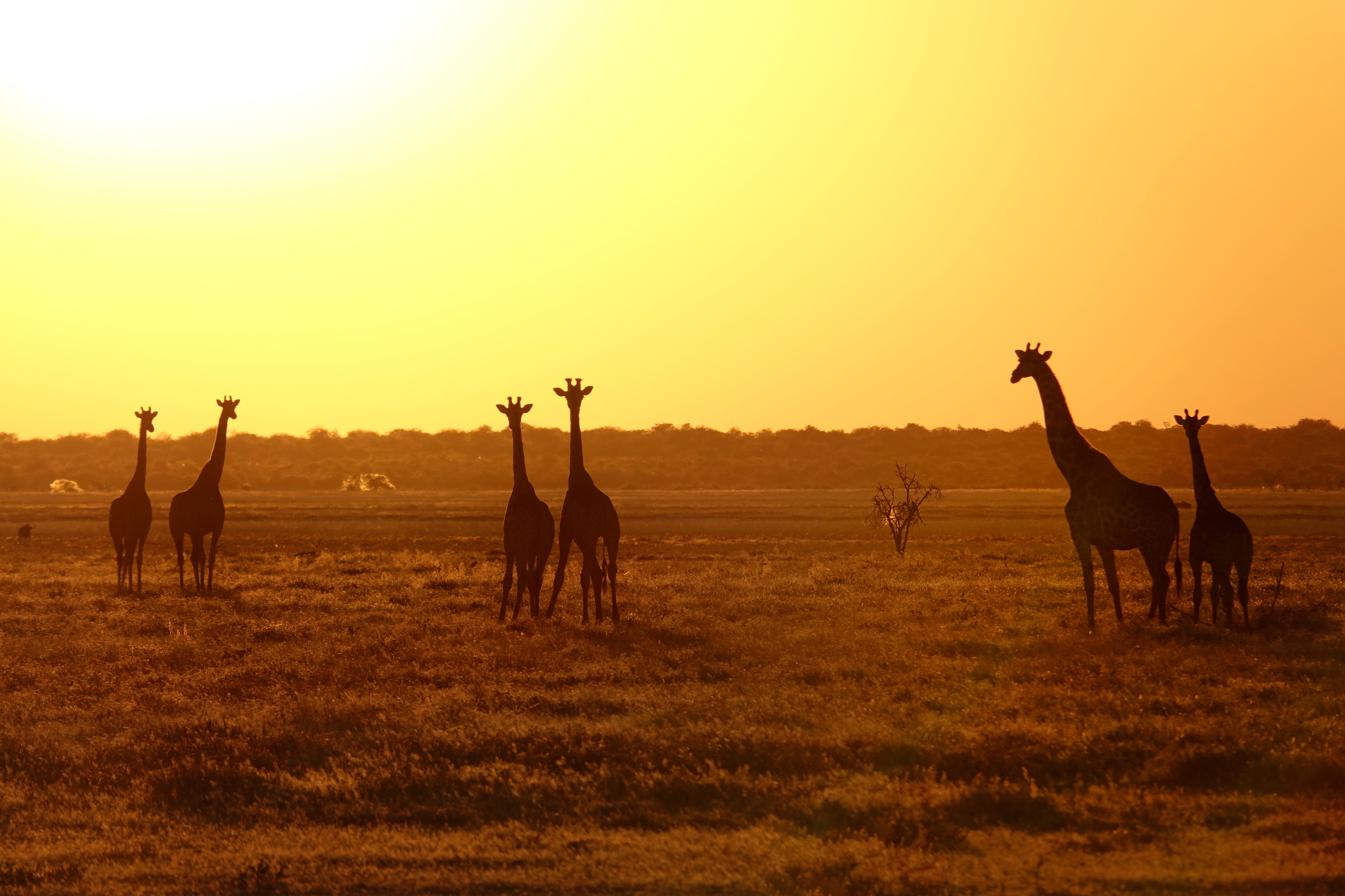 Girafes au couchant